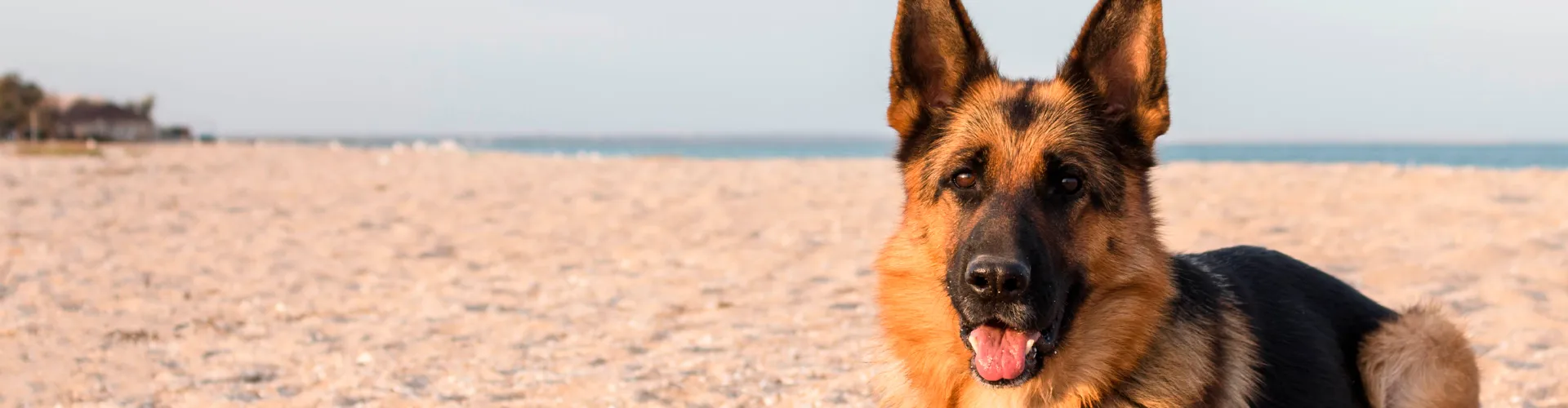 SBCPA Banner Principal